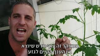 מדריך קצר לגידול עגבניות שרי (חלק 3 מתוך 3) - מה זה סאקרים בעגבניות ולמה חשוב להוריד אותם