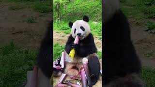 Giant Panda Adorably Gobbles Bamboo