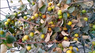 Ziziphus mauritiana Fruit