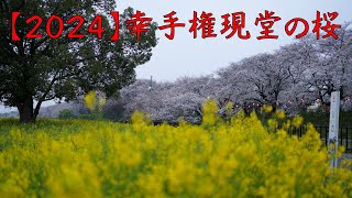 【2024】幸手権現堂の桜　4月6日早朝の様子 Gongendou-Sakura