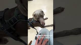 動物病院で余裕をかますワイマラナーの子犬 #ワイマラナー #動物病院