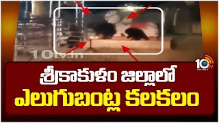 శ్రీకాకుళం జిల్లాలో ఎలుగుబంట్ల కలకలం | Bears halchal at srikakulam dist | 10TV News