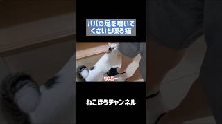 パパの足が臭くて喋る猫w #shorts