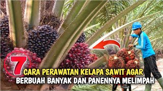 7 cara..!! perawatan kebun sawit yang baik - agar hasil panen jadi melimpah..!!