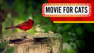 Movie for Cats - Red Bird (Videos for Cats to watch) 1 Hour