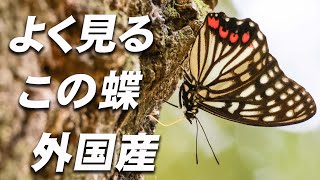 カブトムシと一緒にいるチョウは特定外来生物だった【アカボシゴマダラ】