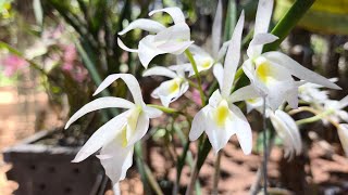 A hora e o momento exato de fazer um replante,e algumas florações das Encyclias, ( mudas a venda)