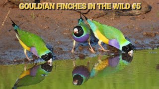 Gouldian finches in the wild #5