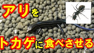 【爬虫類】トカゲはアリを食べるのか？