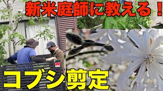 【剪定　pruning レクチャー　】コブシの剪定方法を新米庭師に厳しく教える！実演解説有り！