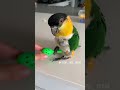 Scout the Caique Parrot Overwhelmed with How Much Fun She is Having! :P