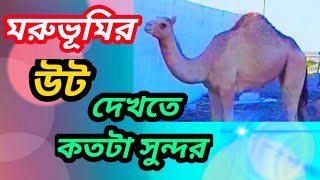 দেখুন মরুভূমির উট দেখতে কতটা সুন্দর | ওমান | Desert camels | Alamin Reza | Oman