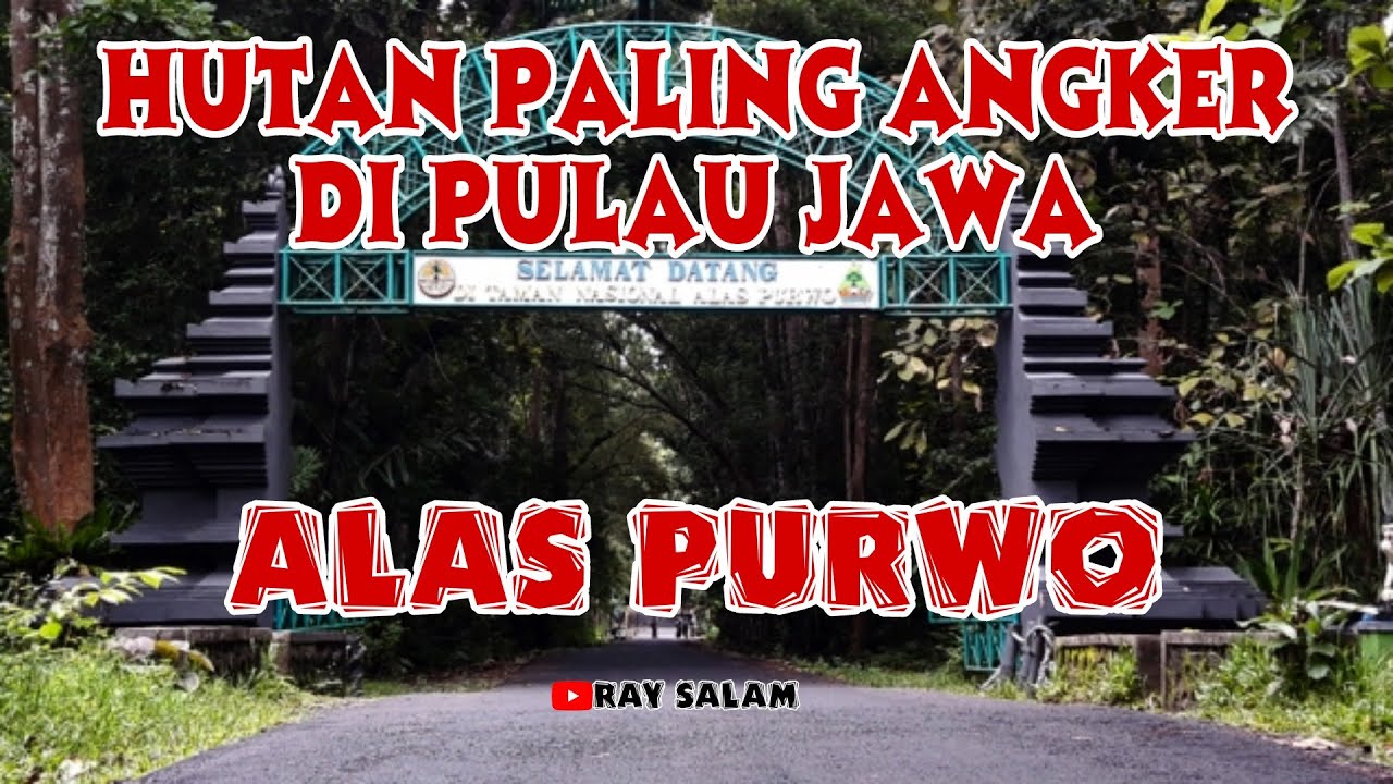 Cerita Misteri Alas Purwo Banyuwangi - Hutan Paling Angker #15 - YouTube