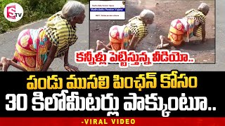 పింఛన్ కోసం  30 కిలోమీటర్లు పాక్కుంటూ.. | Old Women Struggle For Vrudyappa Pension | STV Tirupathi