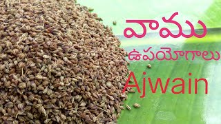 వాము ఉపయోగాలు/Benefits of Ajwain/Vaamu Arogya Prayojanalu/Medical benefits Of Caram Seeds/Vamu Uses