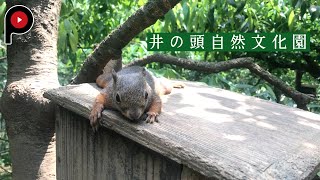 【なごみの動物園 】井の頭自然文化園 Inokashira Park Zoo