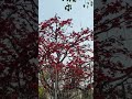 beautiful palash butea monosperma tree .....at charbag ....