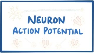 Neuron action potential - physiology
