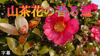 寒中の快適散歩 1月9日 月曜 晴れ一時雨 新春松江市 ウォーキング 山茶花の香る道 島根県松江市殿町 松江城