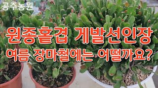 장마속에서도 잘 자라고 있는 예쁜 홑겹게발선인장 원종게발 봄게발 #공주농원 #succulents#