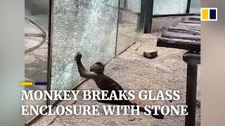 Monkey breaks glass enclosure with stone at zoo in China