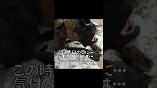 【誤飲】うっかりしてました【大反省】#shorts #boxerdog #犬との暮らし