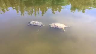 Snapping turtles fighting