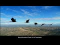 Why Birds Fly South for the Winter? EarthyKnowHow Explains!