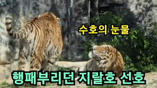 지랄호 시베리아 선호 인고의 시간 수호 #호랑이 #tiger #서울대공원호랑이