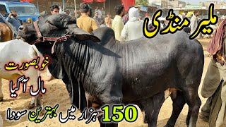 Malir Mandi Karachi Cattle Rates Update | 17 December 2024 |  Cow Mandi 2025