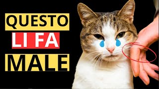 10 Cose Che Fanno Male Emotivamente al Tuo Gatto! Fai Attenzione