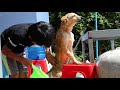 how to bathe a dog at home របៀបងូតទឹកអោយឆ្កែ