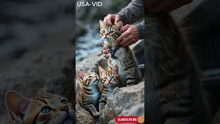 Brave Man Safe Small Cats Life With His Ferocious Black Cat #heartwarmingstories#animalrescue #cats