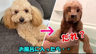 お風呂に入ると激変する大きいトイプードル【デカプー】【トイプードルのロアくん】【toy poodle】