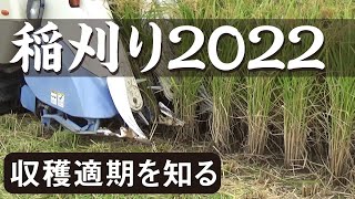 【稲作】2022年の稲刈り！～収穫適期を知ろう～