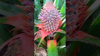 Cutting Pineapple at Village Jungle 😋 #village #cooking #pineapple