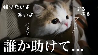 激さむの中、愛猫とおうちに帰れなくなってしまいました...泣