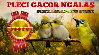 Pleci gacor ngalas sangat cocok untuk pancingan burung pleci agar mau berkicau.