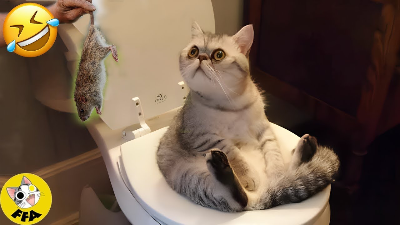 Funniest Cat Moments Ever Youtube