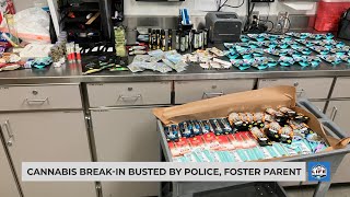 Cannabis break-in busted by police, foster parent
