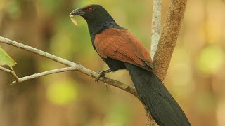 ഉപ്പൻ : Crow Pheasant / Greater Coucal