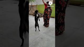 Waah sheru waah😂🤪 comedy #viral #short #view #surekha ki duniya