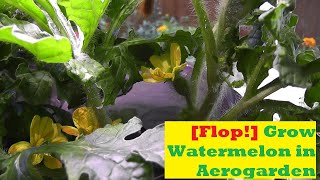 [Flop!] Grow Watermelon in Aerogarden