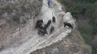 ASI ES EL ENCIERRO DEL PILÓN DE FALCES