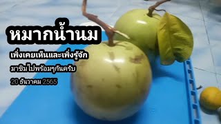 หมากน้ำนม หรือ Star Apple