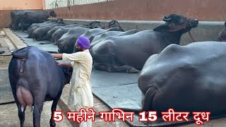 5 महीने की गाभिन15 लीटर दूध दांतों में 2 गब्बर की बेटी #murrahbuffalodairyfarm