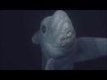 sea ghost shark