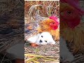 a heartwarming moment of a chicken nurturing her eggs with new found puppy ytshorts animals