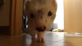 扉を開けて、カメラを置いておいた。 - ferret lab #331