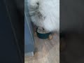 Самоед завтракает самоед собака samoyed dog шортс завтрак